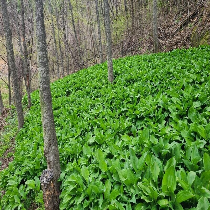 맛있는사과,(무농약)평창산마늘(명이)(저탄소,GAP인증)