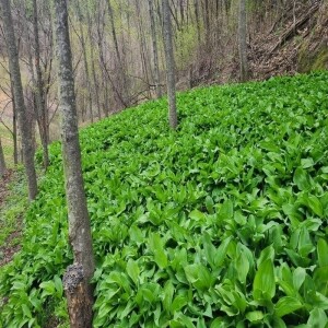 (무농약)평창산마늘(명이)(저탄소,GAP인증)